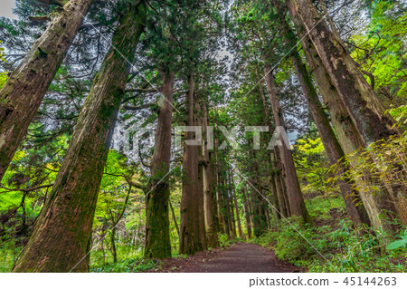 Landscape around Hakone Lake Ashinoko Former Tokaido Hakone lodge cedar lined trees Landscape around Hakone Lake Ashinoko Former Tokaido Hakone lodge cedar lined trees 45144263