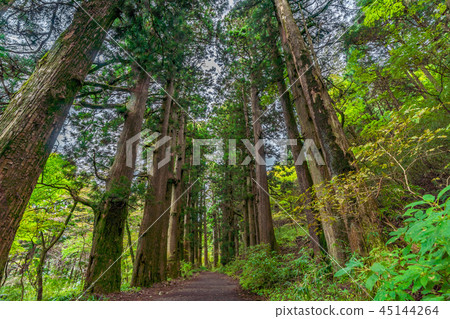 Landscape around Hakone Lake Ashinoko Former Tokaido Hakone lodge cedar lined trees 45144264