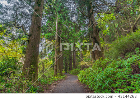Landscape around Hakone Lake Ashinoko Former Tokaido Hakone lodge cedar lined trees 45144268