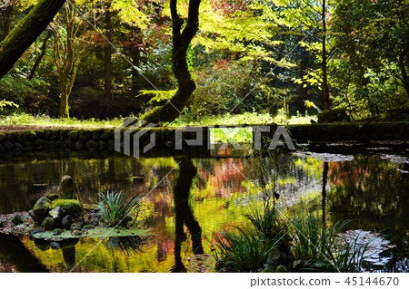 秋天在Yamabuki水源水中上色了樹 秋天在Yamabuki水源水中上色了樹 45144670