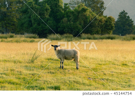 Black face sheep on grass field Black face sheep on grass field 45144754