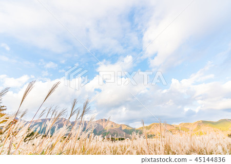 Japan's Autumn Hakone Sengokuhara Susuki prairie 45144836