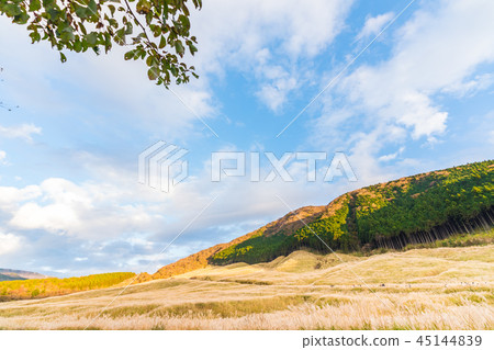 Japan's Autumn Hakone Sengokuhara Susuki prairie 45144839