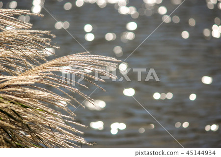 台灣,大屯山,秋芒,秋天,芒花,生態,天空 45144934