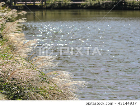 台灣,大屯山,秋芒,秋天,芒花,生態,天空 45144937