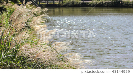 Taiwan, Dagu Mountain, Qiumang, Autumn, Mang, Ecology, Sky Taiwan, Dagu Mountain, Qiumang, Autumn, Mang, Ecology, Sky 45144939