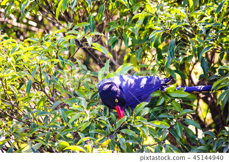 Taiwan, Dagu Mountain, Qiumang, Autumn, Mang, Ecology, Sky 45144940