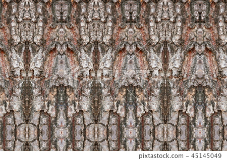 tree bark texture pattern wood rind for background tree bark texture pattern wood rind for background 45145049