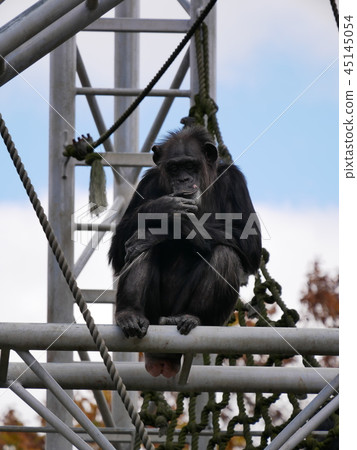 坐著的黑猩猩 45145054