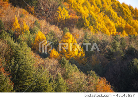 Secret Garden, Inje County, Gangwon Province 45145657