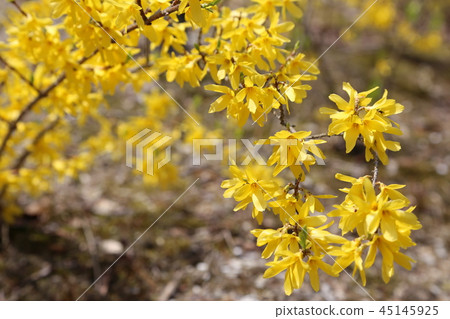 連翹 連翹 45145925