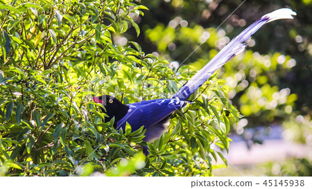 Taiwan, Dagu Mountain, Qiumang, Autumn, Mang, Ecology, Sky 45145938