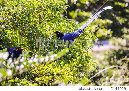 Taiwan, Dagu Mountain, Qiumang, Autumn, Mang, Ecology, Sky Taiwan, Dagu Mountain, Qiumang, Autumn, Mang, Ecology, Sky 45145939