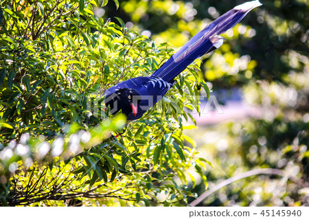 Blue Dragonfly, Taiwan, Dagu Mountain, Autumn Mang, Autumn, Mang Flower, Ecology, Sky Blue Dragonfly, Taiwan, Dagu Mountain, Autumn Mang, Autumn, Mang Flower, Ecology, Sky 45145940