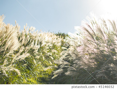 台灣,大屯山,秋芒,秋天,芒花,藍天,白雲,天空 台灣,大屯山,秋芒,秋天,芒花,藍天,白雲,天空 45146032