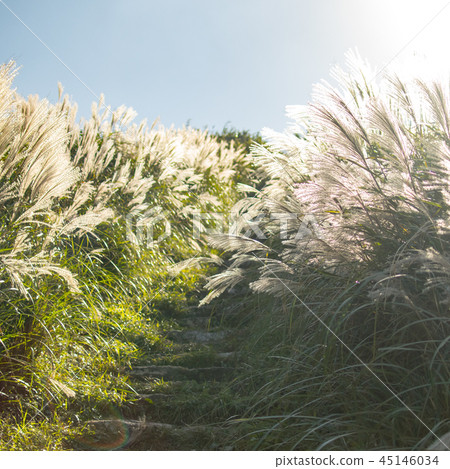 台灣,大屯山,秋芒,秋天,芒花,藍天,白雲,天空 45146034