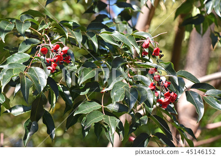 Gonzui fruit and seeds Gonzui fruit and seeds 45146152