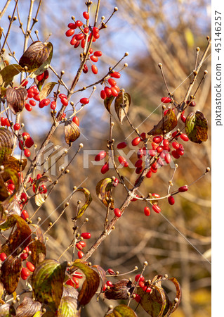 Susan，Inje，江原道 45146257