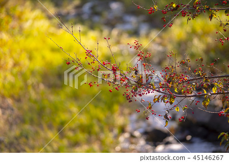 Susan，Inje，江原道 45146267