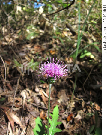 薊在陽光下開花 45146611