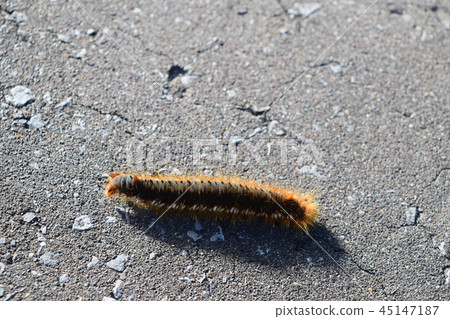 Yoshikareha的幼蟲 Yoshikareha的幼蟲 45147187