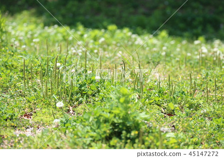 大蕉和野草 45147272