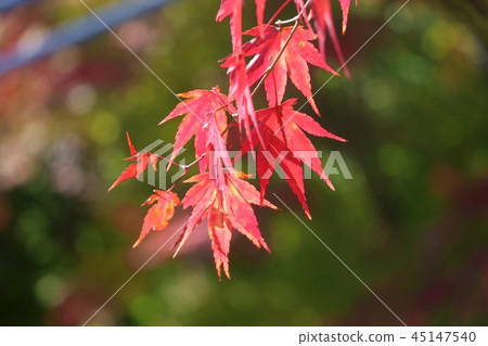 Autumn leaves maple 45147540