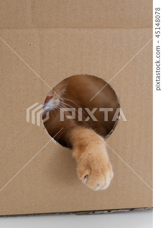 Cat getting out of the cardboard hole 45148078