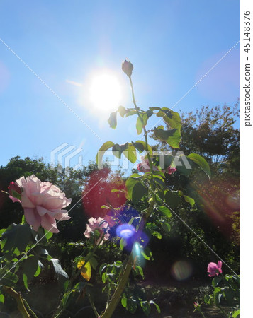 Sun and roses 45148376