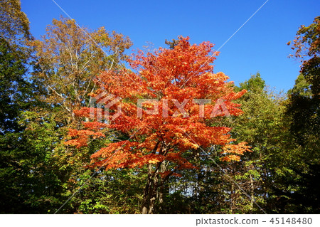 秋葉楓樹 45148480