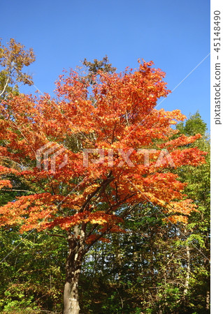 Maple of autumn leaves Maple of autumn leaves 45148490