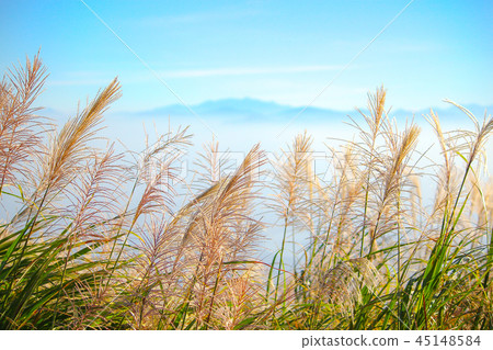 台灣,陽明山,大屯山,秋芒,芒花,湖光山色,景色 台灣,陽明山,大屯山,秋芒,芒花,湖光山色,景色 45148584