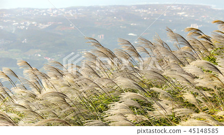 台灣,陽明山,大屯山,秋芒,芒花,湖光山色,景色 台灣,陽明山,大屯山,秋芒,芒花,湖光山色,景色 45148585