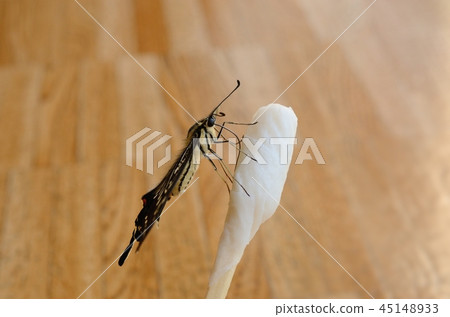 Swallowtail feeding Swallowtail feeding 45148933