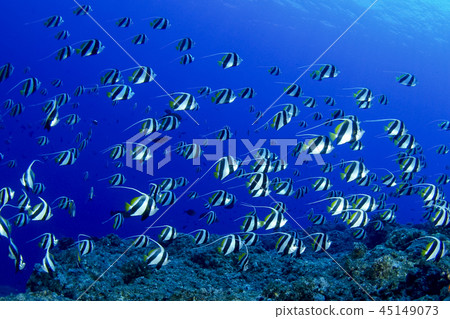 Murehatatate dai Murehatatate dai 45149073