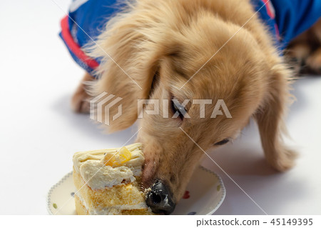 老狗 老狗 45149395