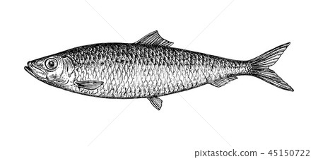 Ink sketch of herring. Ink sketch of herring. 45150722
