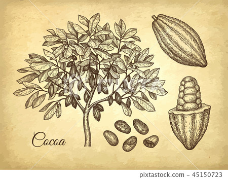 Ink sketch of cocoa Ink sketch of cocoa 45150723