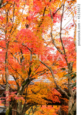 Koei籍寺廟，山門和紅色玫瑰秋葉 45150872