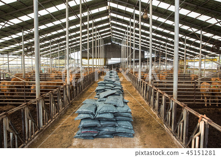 Cattle, Hanwoo Cattle, Hanwoo 45151281