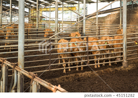 Cattle, Hanwoo Cattle, Hanwoo 45151282