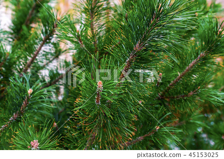 lush spruce green festive pattern vegetative lush spruce green festive pattern vegetative 45153025