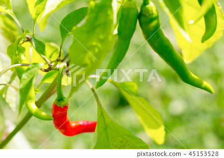 group chili pepper green grow on branches group chili pepper green grow on branches 45153528