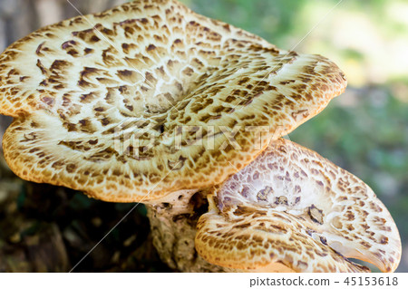 big mushroom hat white brown pattern big mushroom hat white brown pattern 45153618