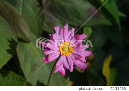 Kibu chrysanthemum 45153960