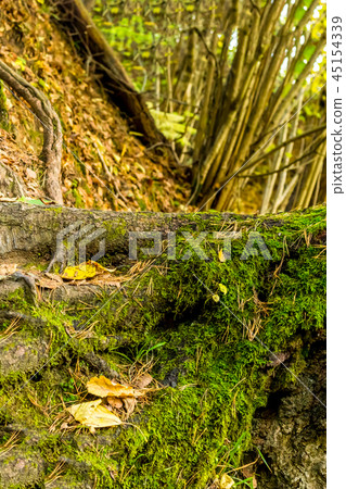 root of a large tree covered with moss base 45154339