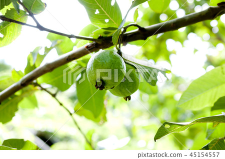 Guava 45154557