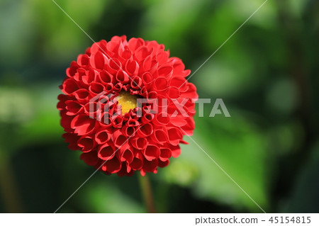 Dahlia Dahlia 45154815