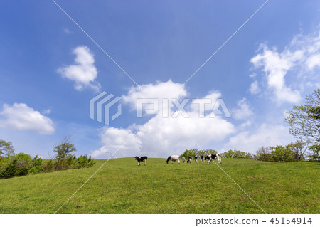 Gangwon Province, Korea, Daegwallyeong, Samyang Ranch Gangwon Province, Korea, Daegwallyeong, Samyang Ranch 45154914