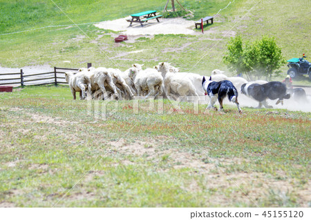 韓國江原道，大關嶺，山陽牧場 45155120